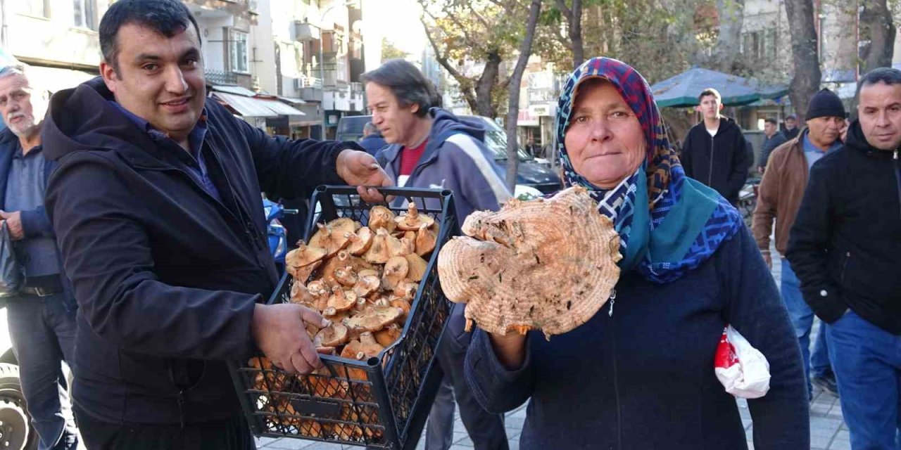 Melki Mantarı Çoğaldı, Fiyatlar Düştü