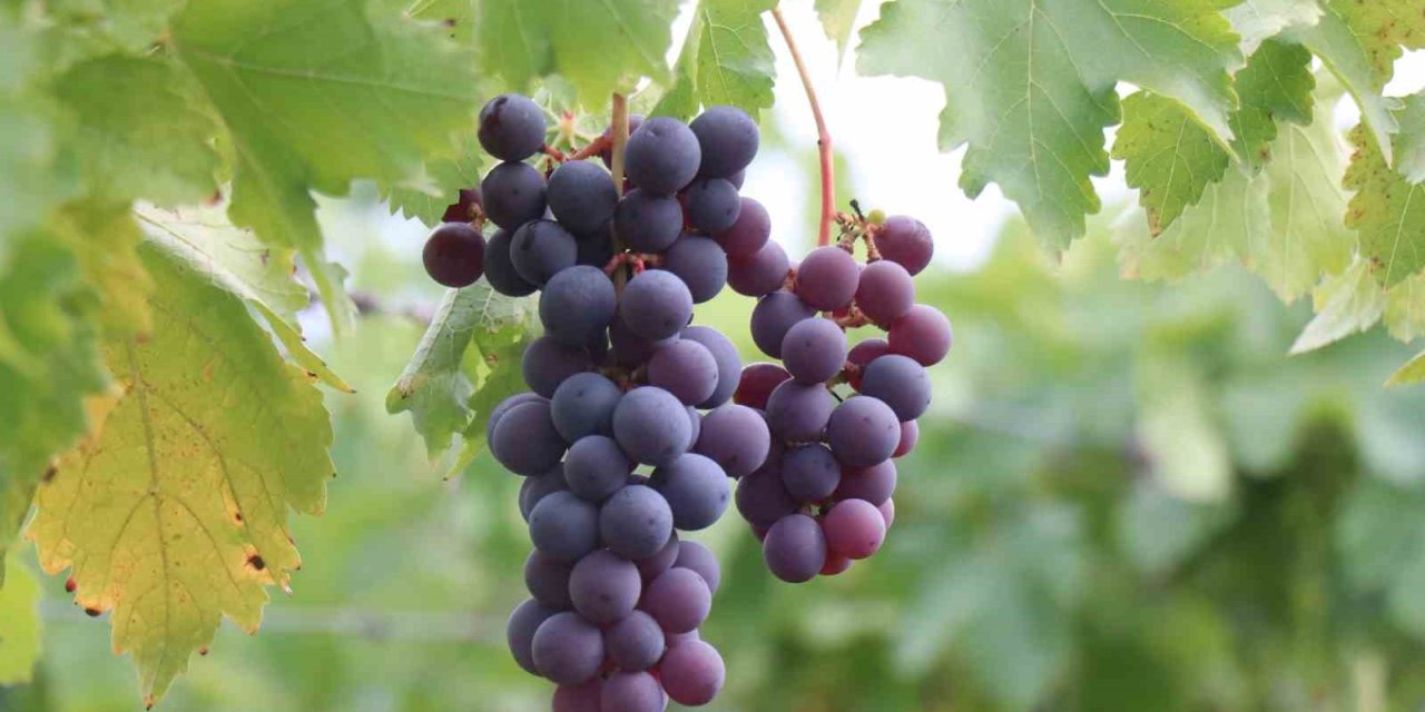 Verimi Yüzde 80 Düşen Üzüm, Çiftçinin Hayal Kırıklığı Oldu