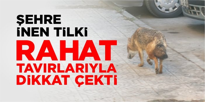 Şehre inen tilki rahat tavırlarıyla dikkat çekti