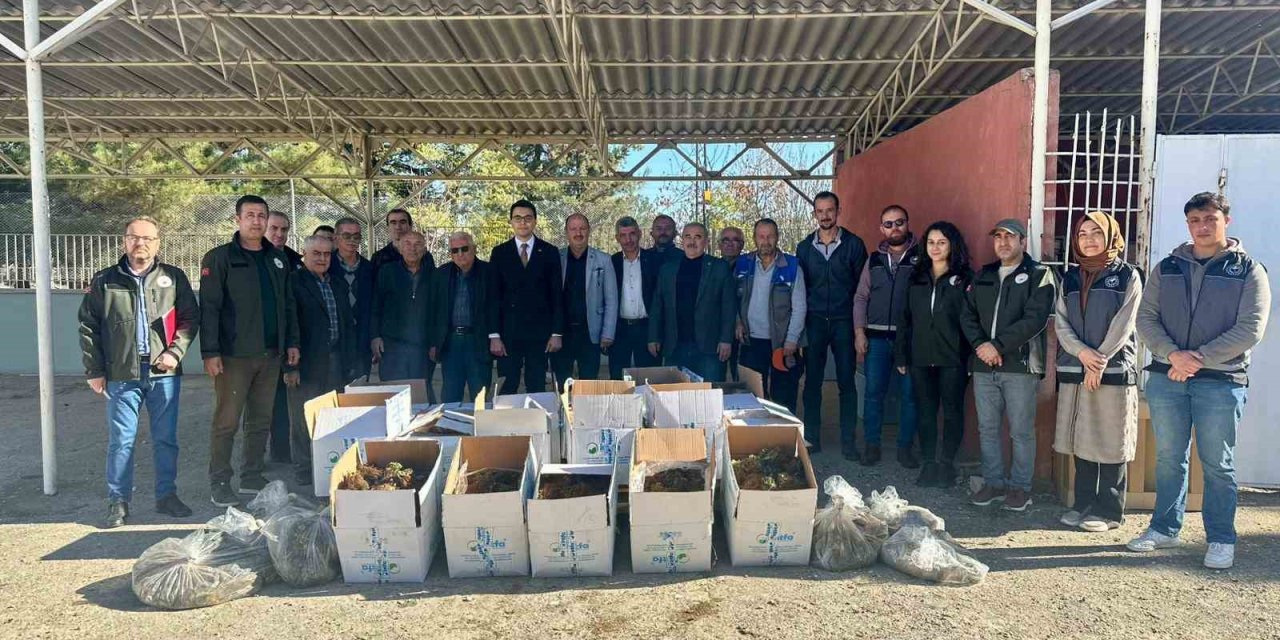 42 Bin Adet Çilek Fidesi Dağıtıldı