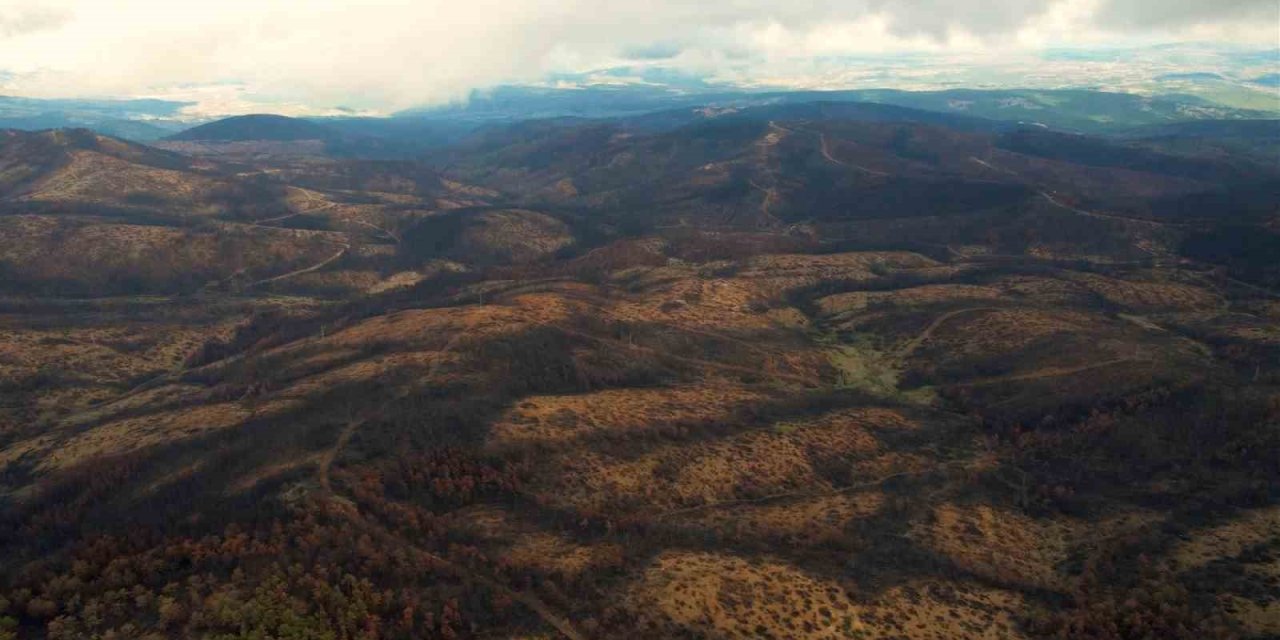 953 Hektar Kül Oldu