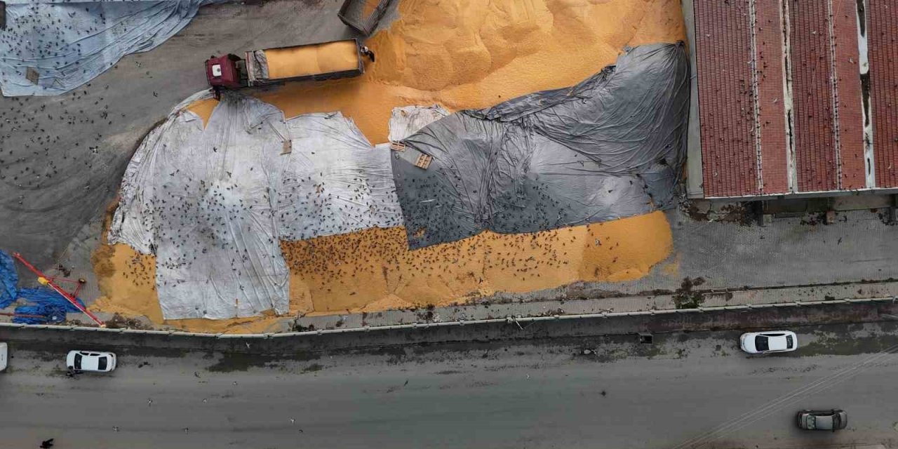 Güvercinler İçin Adeta Açık Büfe