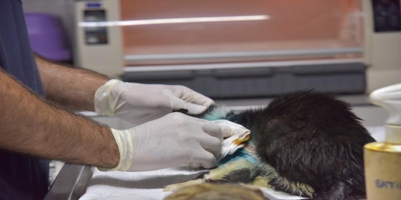 Patisinde kırık tespit edilen kedi ameliyat edildi