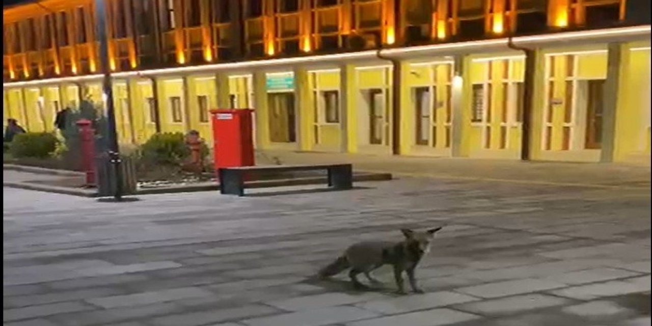 Tren Beklerken Gördükleri Tilki Karşısından Hayrete Düştüler