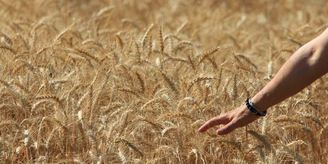 Küresel Tahıl Üretiminde 105 Milyon Tonluk Rekor Artış Bekleniyor