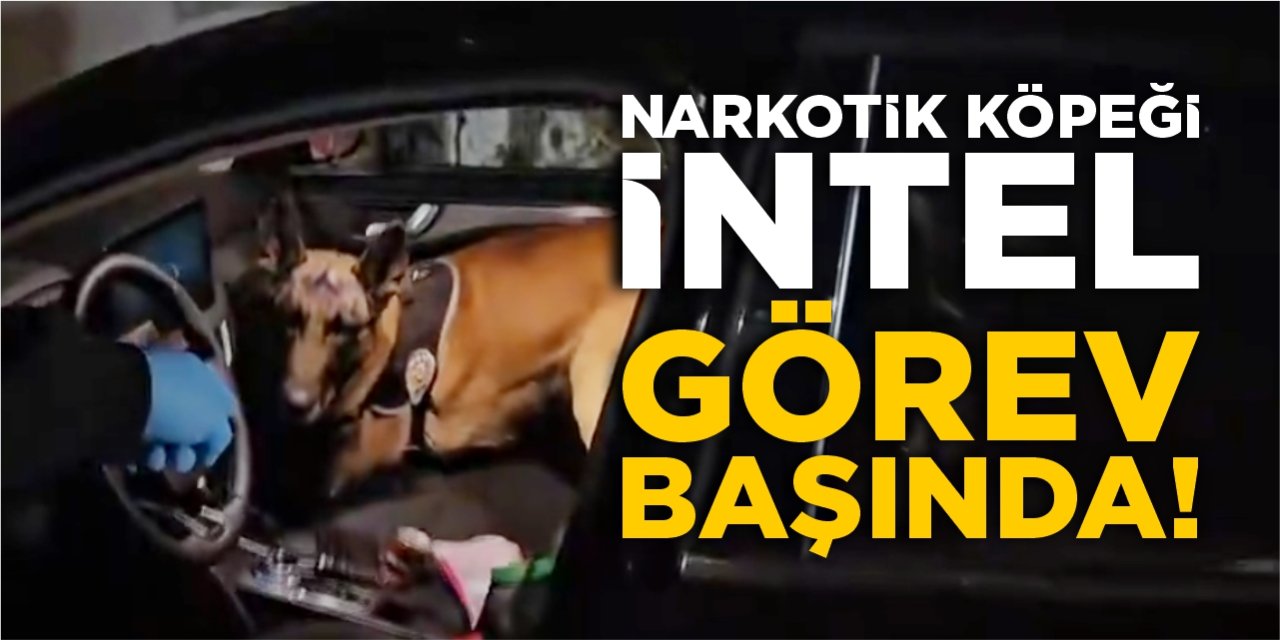 Narkotik köpeği ‘İntel’ yine görev başında!