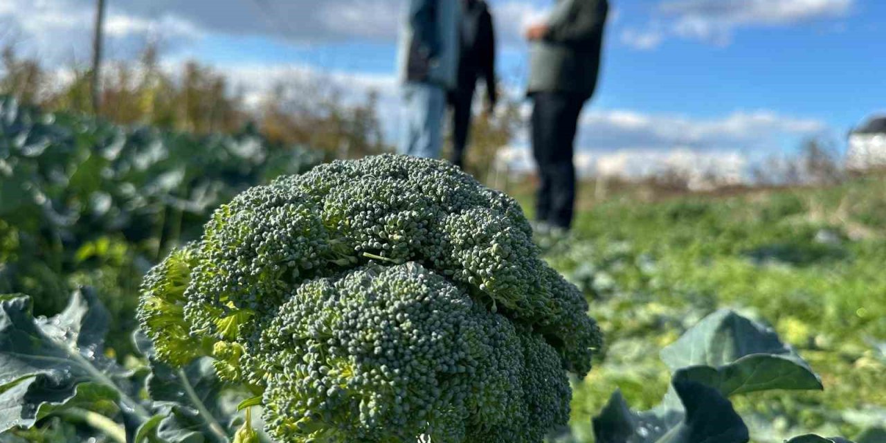 Tarlada 10 Liraya İnen Brokoli Pazarda 70 Liraya Satılıyor