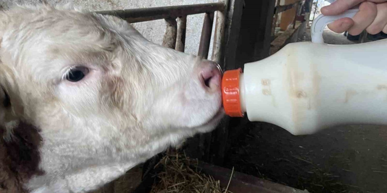 Şapın Vurduğu Üreticiler Süt Fiyatında Güncelleme İstiyor