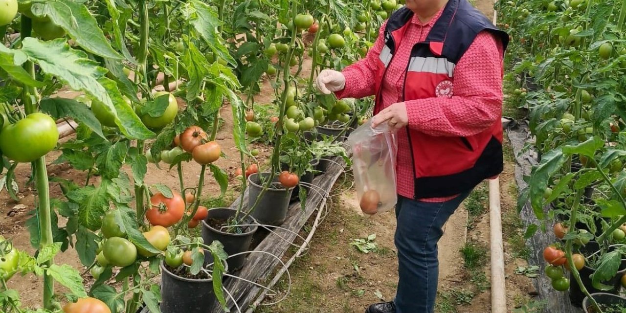 Sera Alanlarından Pestisit Denetimi İçin Domates Numunesi Alımı Yapıldı