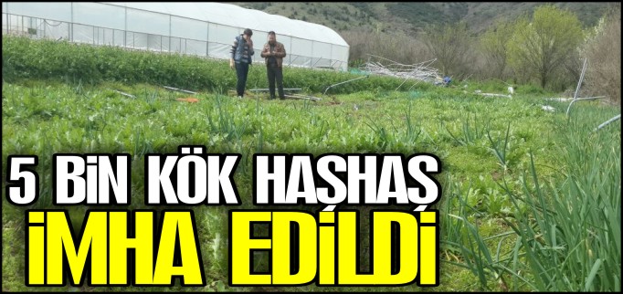 5 BİN KÖK HAŞHAŞ İMHA EDİLDİ