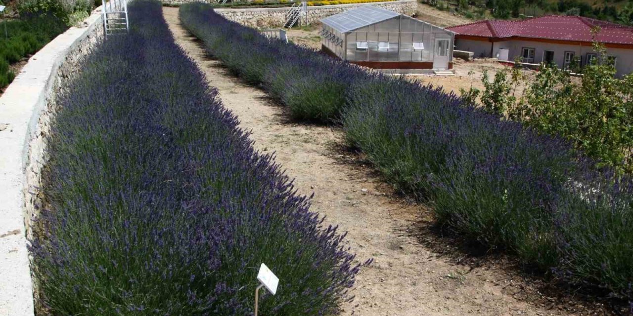 Türkiye’nin En Zengin Tıbbi Aromatik Merkezi Olarak Öne Çıkıyor