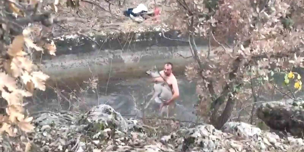 Su Kanalına Düşen Karaca Kurtarıldı