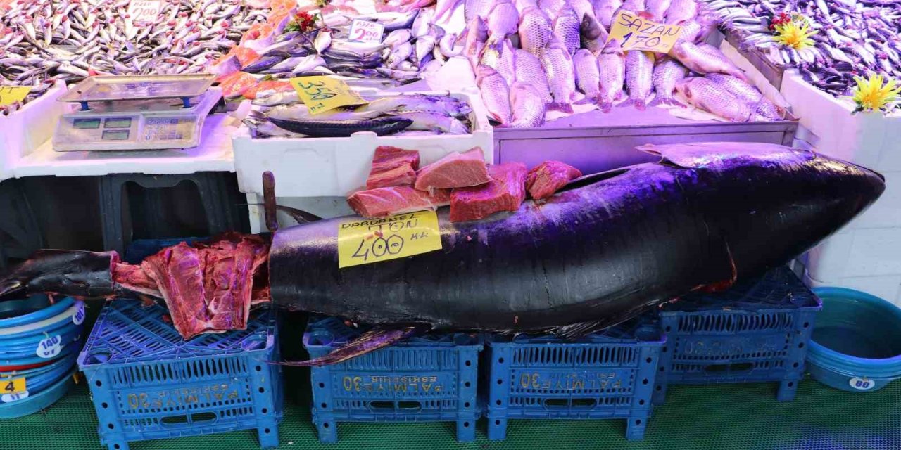 280 Kiloluk Orkinos Vatandaşları Hayrete Düşürüyor