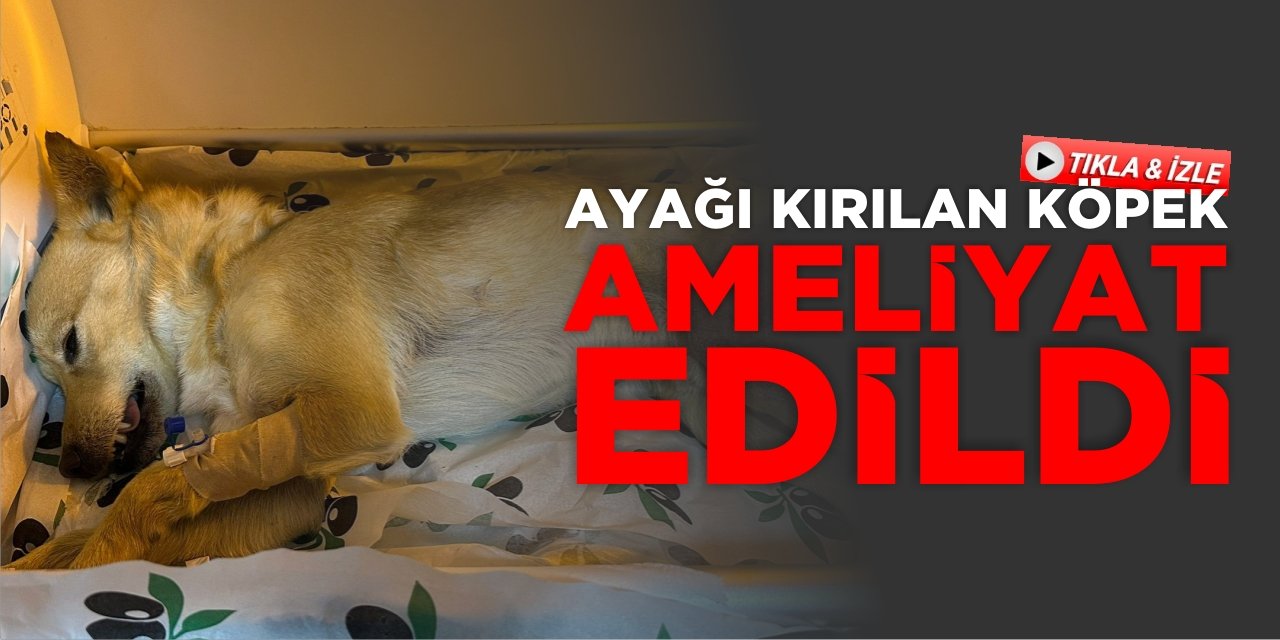 Ayağı kırılan köpek ameliyat edildi