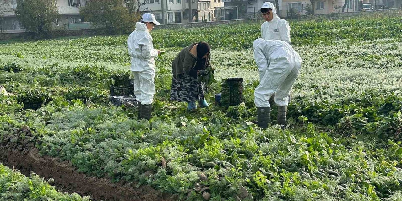 Ata Tohumundan İlaç Kullanılmadan Üretiliyor, Kent Lokantası’ndaki Yemeklerde Kullanılıyor