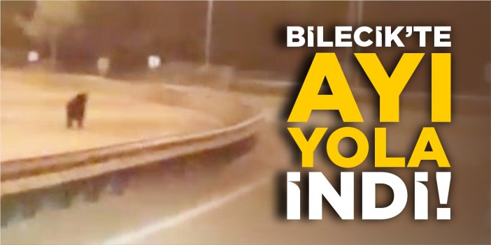 Bilecik'te ayı yola indi
