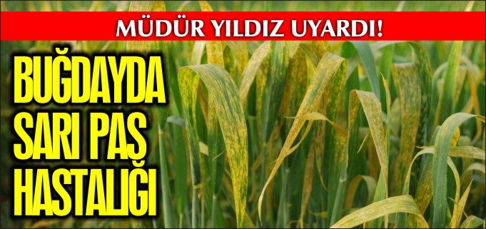 BUĞDAYDA SARI PAS HASTALIĞI
