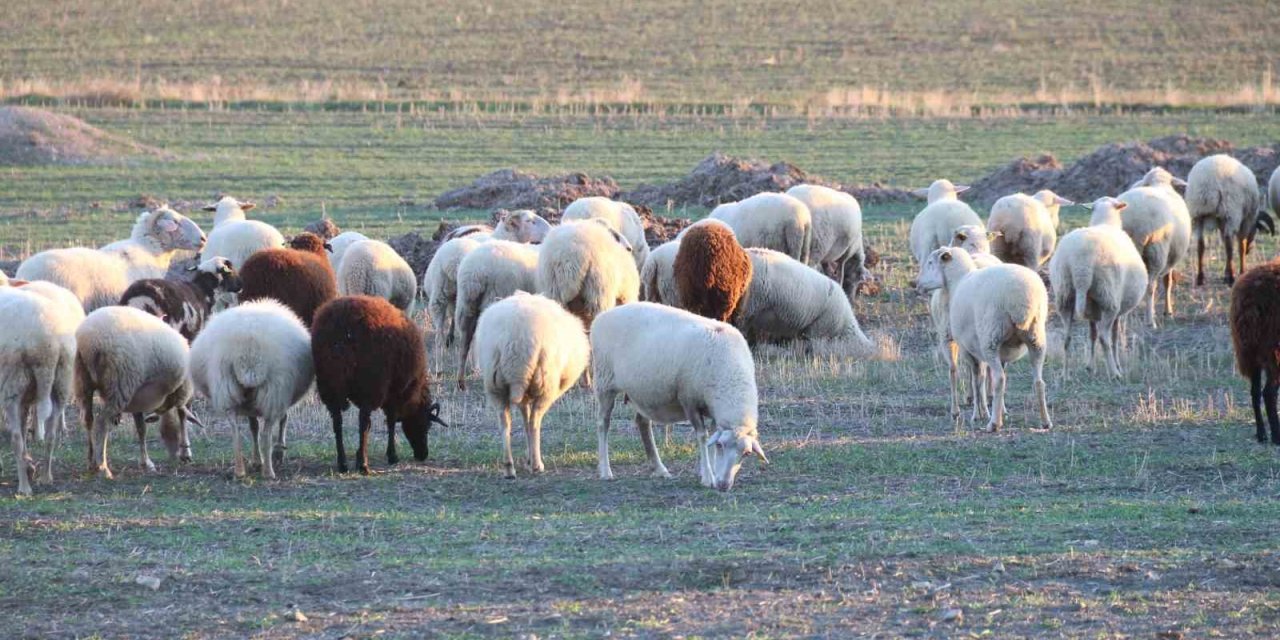 Koyunlar Bu Kışı Kırda Otlayarak Geçiriyor