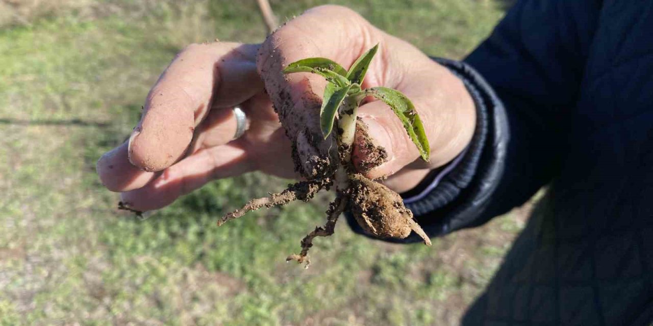 Nesli Tükenme Tehlikesi Altında Olan Salep Yeniden Hayat Buluyor