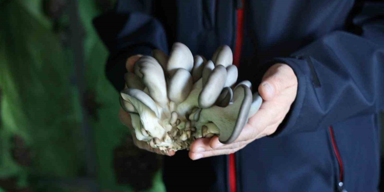 Bilecik’te Yüzde 100 Hibeli İstiridye Mantar Üretimi Başladı