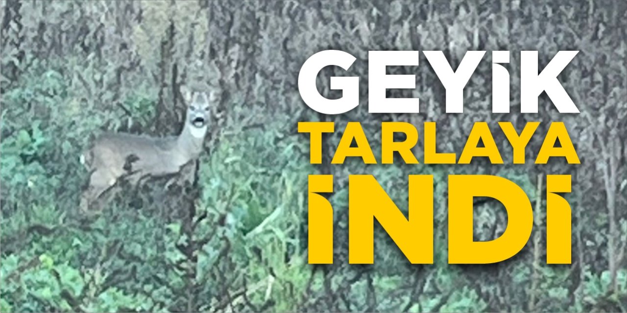 Geyik tarlaya indi