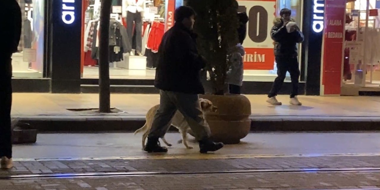 Evcil Hayvanıyla Yürürken Sokak Köpeklerinin Arasında Kaldı