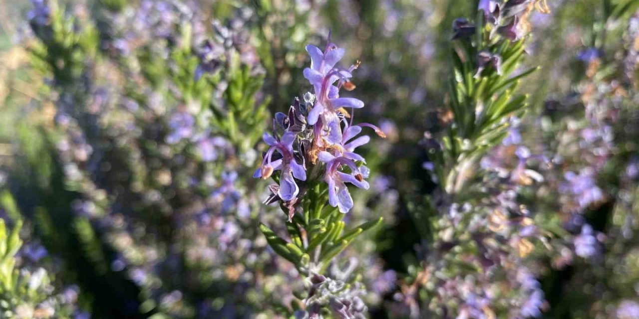 Yapılan 10 Yıllık Çalışma Sonucunda Artık Biberiye Üretilebiliyor