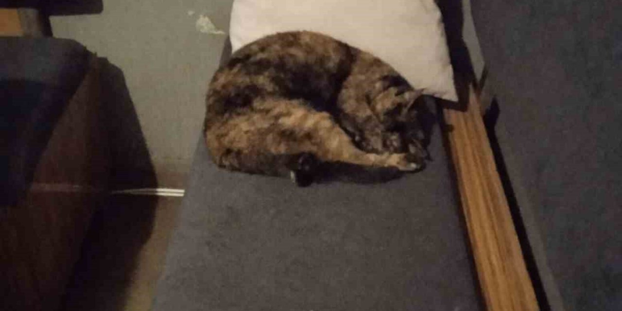 Bu Taksi Durağı Esnafın Hayvan Sevgisi İle Öne Çıkıyor