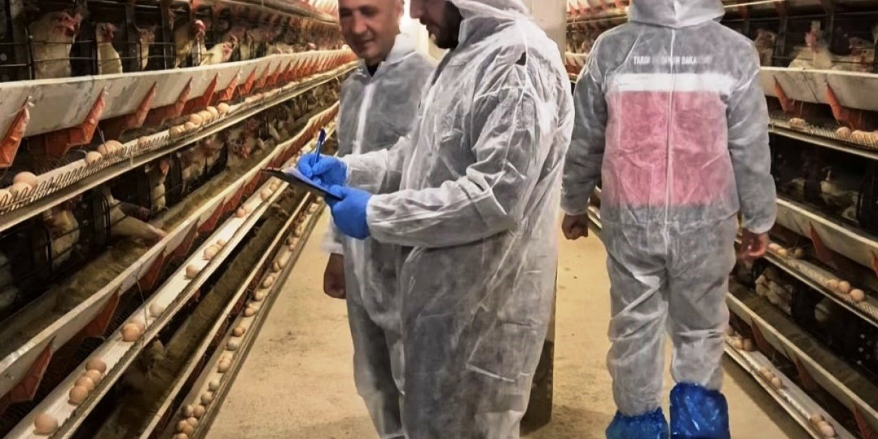 Ticari Yumurtacı Tavukçuluk İşletmesinde İlk Resmi Denetim