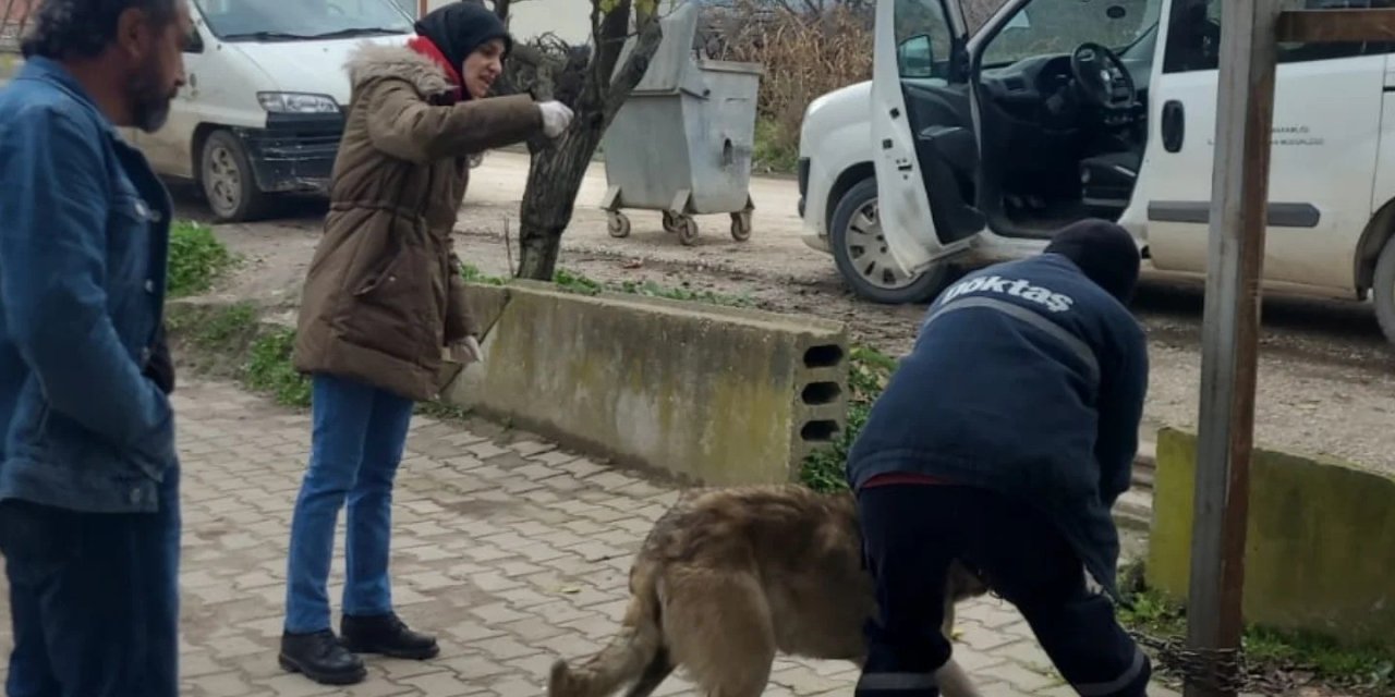 Evcil Hayvanlar Kayıt Altına Alınıyor