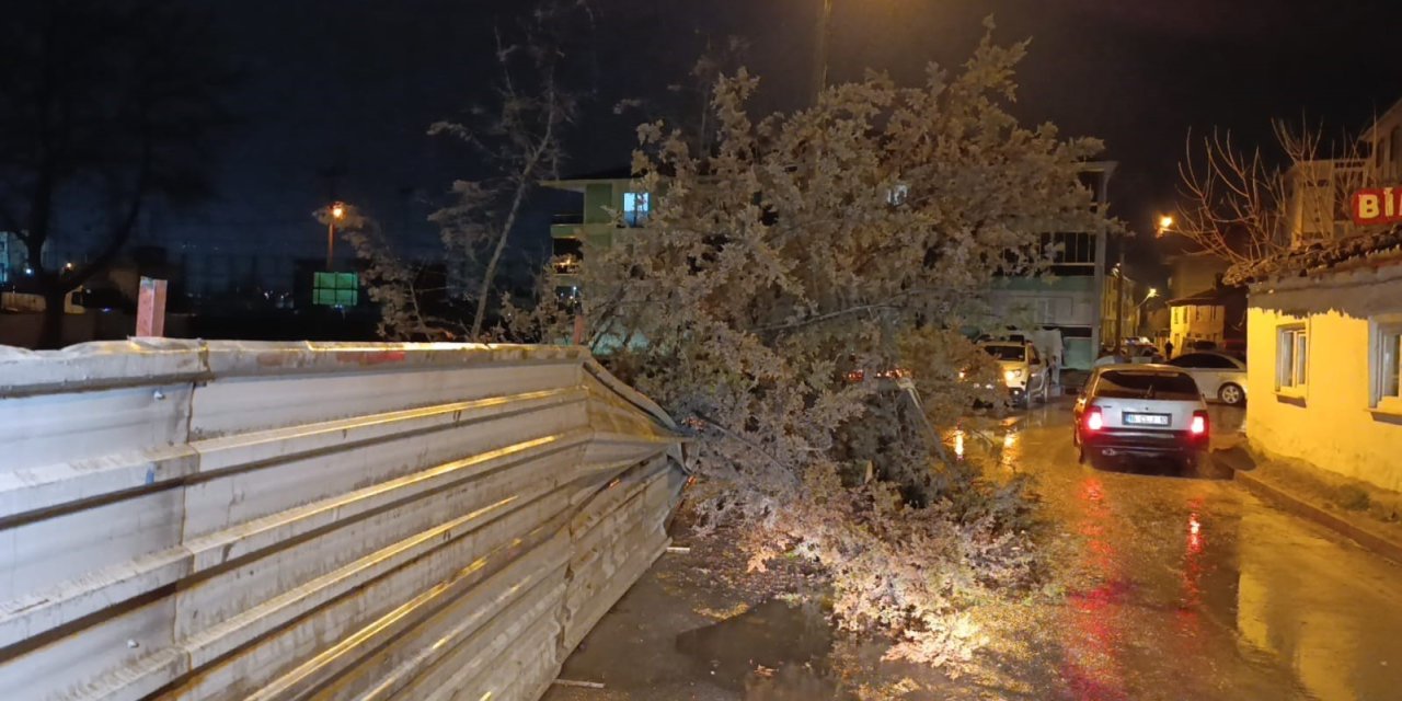 Rüzgarın Etkisiyle Ağaç Devrildi