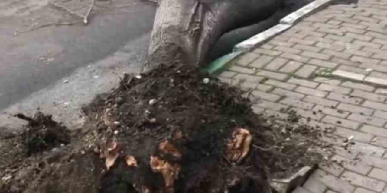 Çatı Ve Prefabrik Evler Uçtu, Ağaçlar Kırıldı