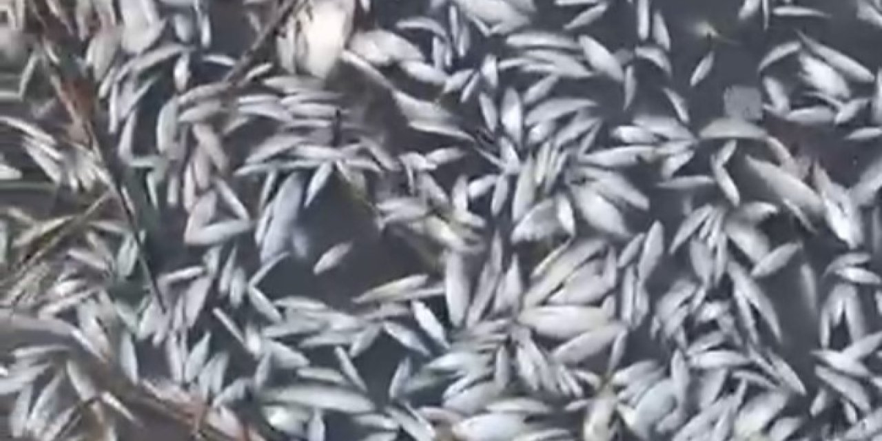 Binlerce Balık Gölde Ölü Bulundu