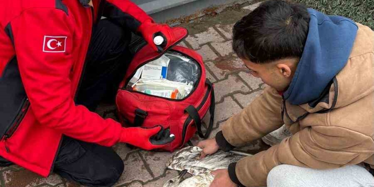 Balıkçının Oltasına Takılan Martıyı 911 Ekipleri Kurtardı