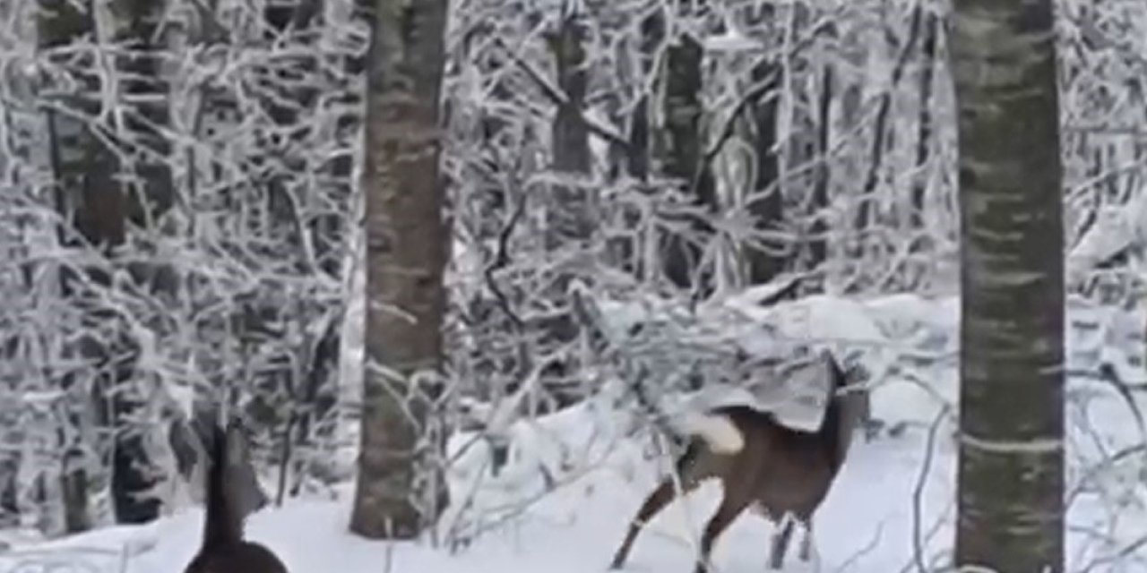 Dağa Çıktı, İki Geyikle Karşılaştı
