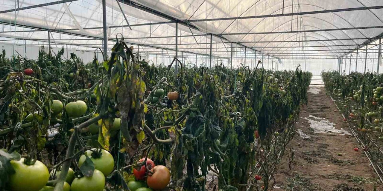 Seralarda Zirai Don Zarar Tespit Çalışması Yapıldı