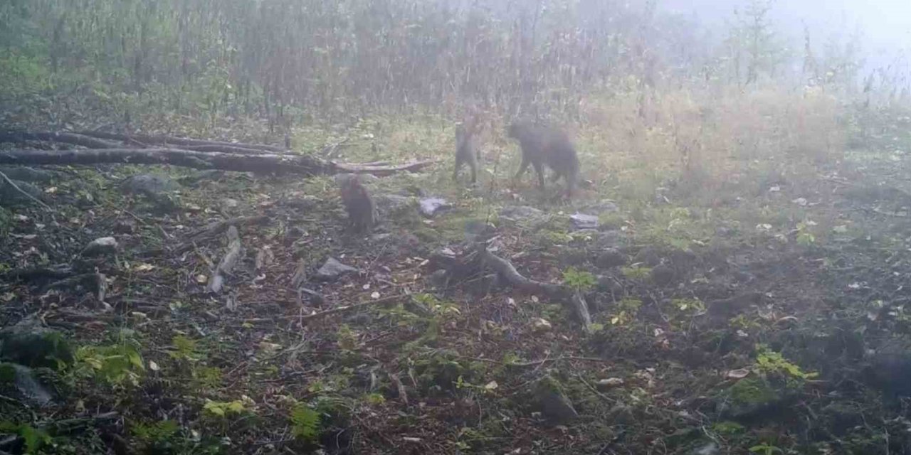 Sisler Arasında Anne Yaban Kedisi Ve Yavruları Görüntülendi