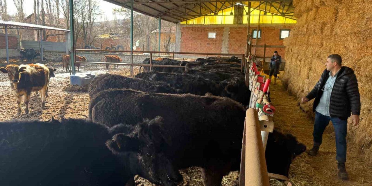 Teslim Edilen Büyükbaş Hayvanların Kontrol Ve Muayeneleri Yapıldı