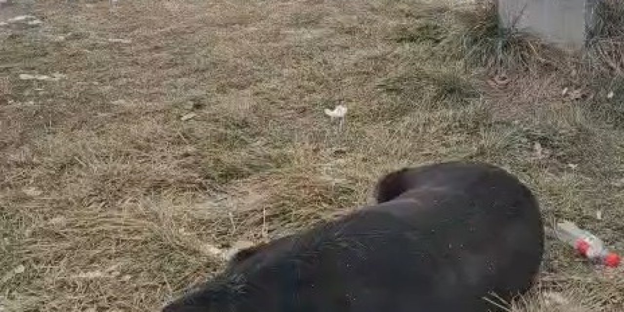 Hayvansever Kadın İle Belediye Personeli Arasında Köpek Tartışması