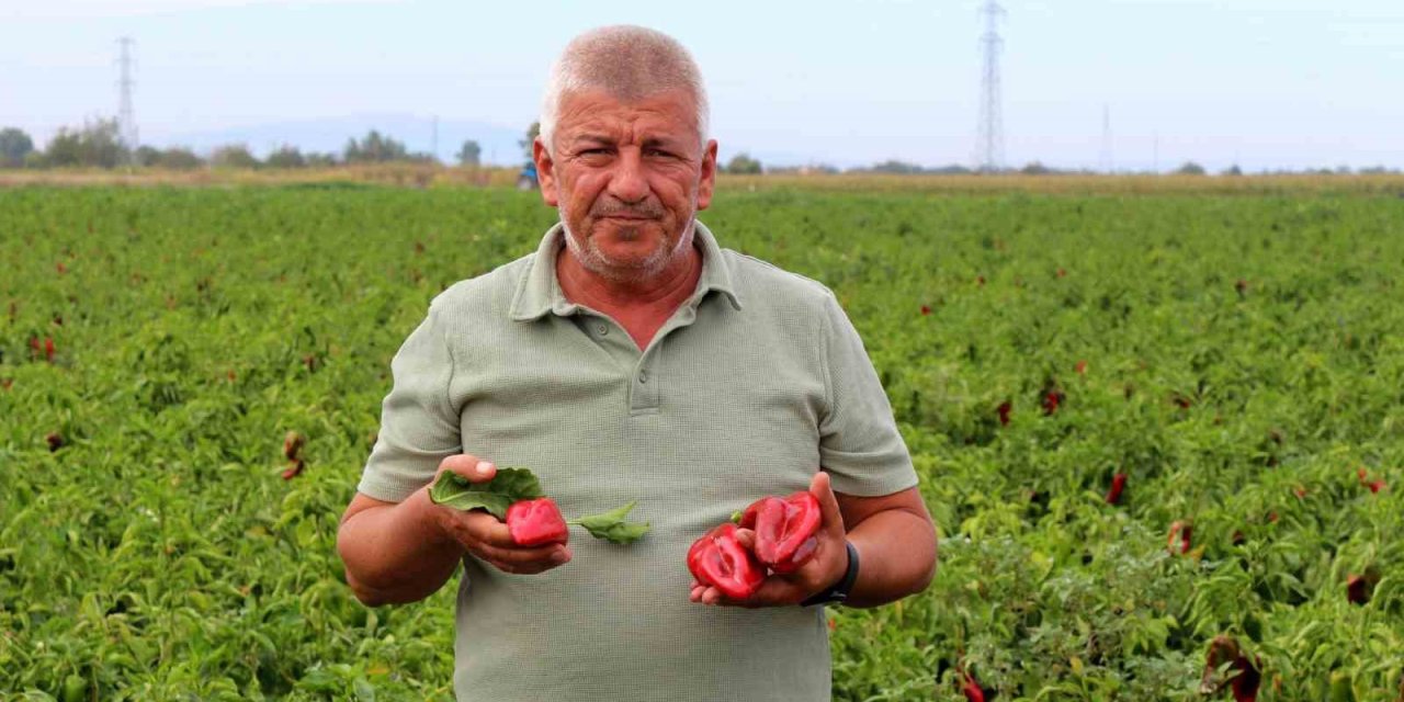 Çiftçilerden Çağrı: "Üretim Maliyetleri Baskılanamaz Hale Geldi"