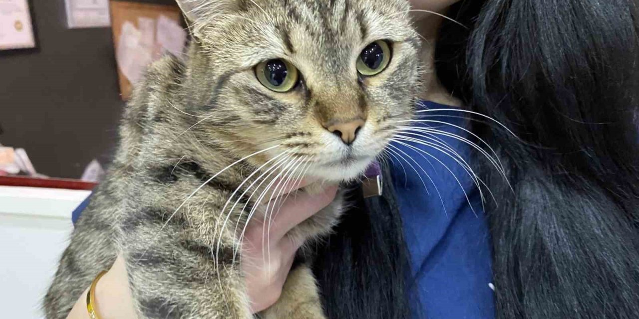 Uzman Veteriner Hekim Tuğçe Kara: "Tüyü Var Üşümez İnancı Yanlış"