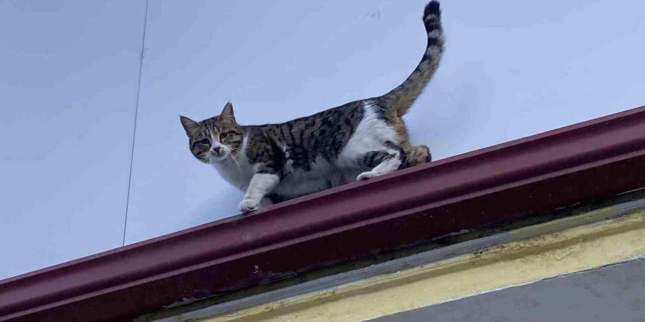 Çatıda Mahsur Kalmış Gibi Bağırıp Gençlerle Oynayan Kedi Yine Aynısını Yaptı