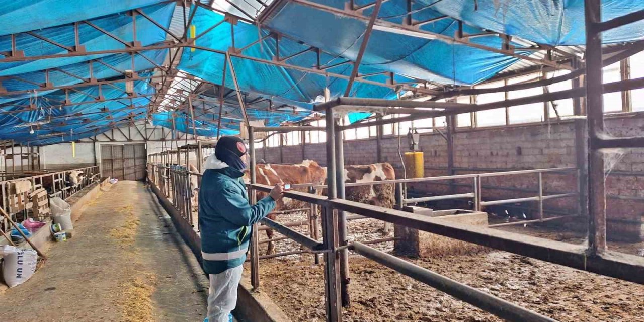 Hayvancılık İşletmelerine Yönelik Besilik Hayvan Kapasite Tespit Çalışması