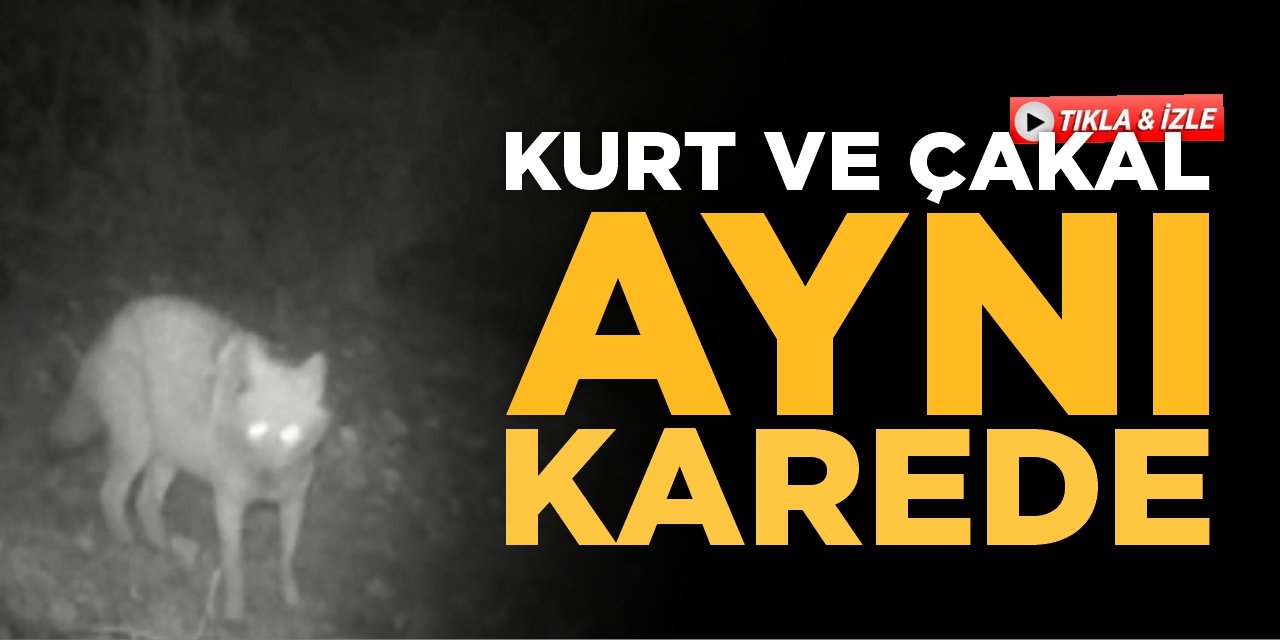 Kurt Ve Çakal Aynı Fotokapanda