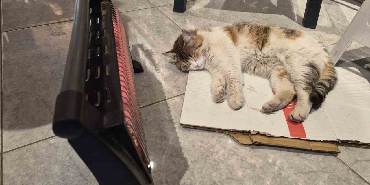 Soğuktan Üşüyen Kedi Elektrikli Isıtıcının Karşısında Dinlendi