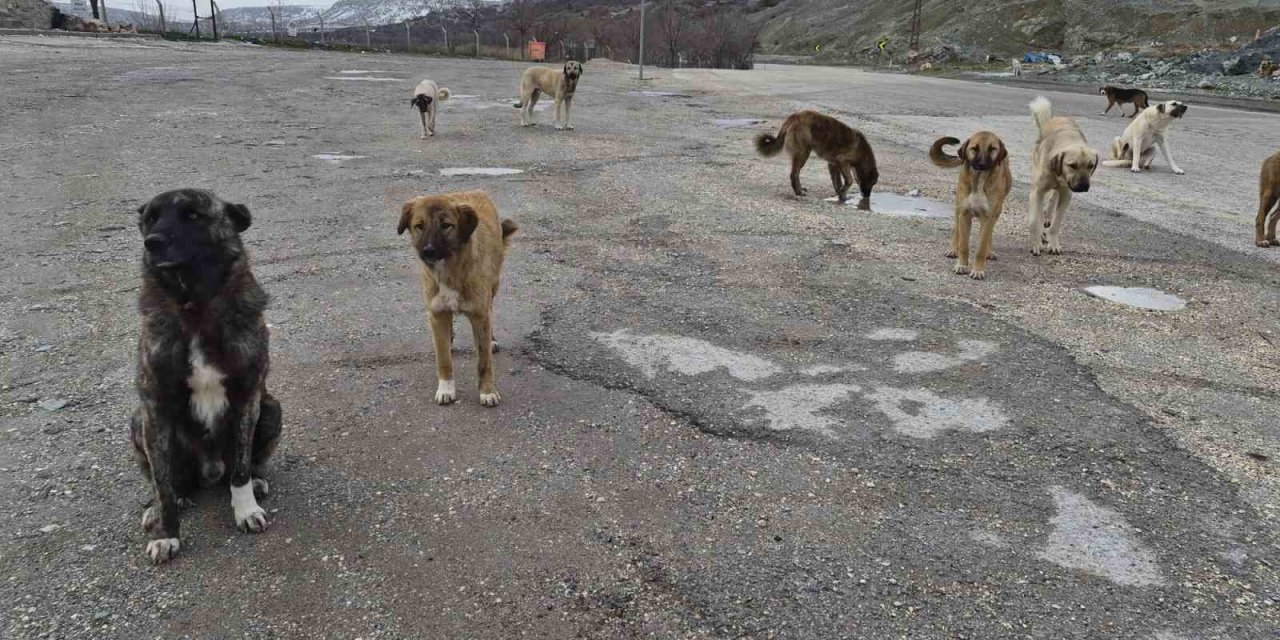 Onlarca Köpek Bu Yuvalarda Isınıyor