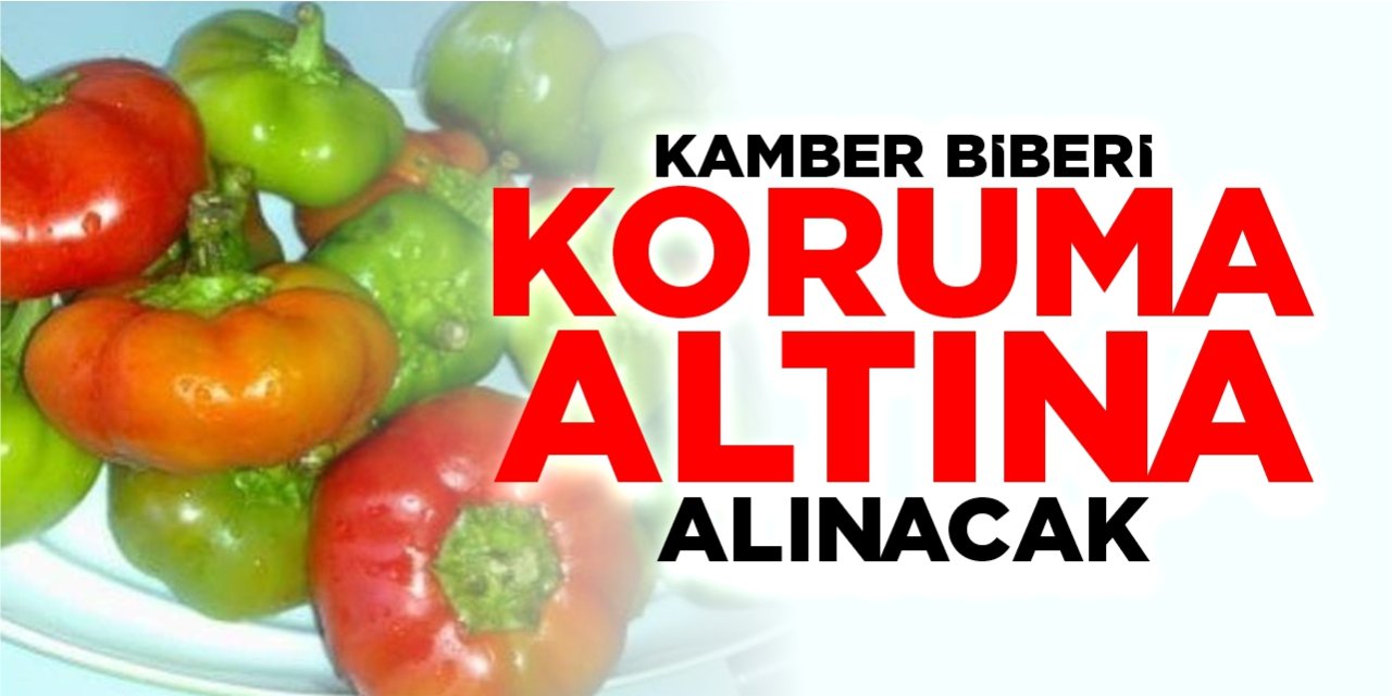 Kamber Biberi koruma altına alınacak