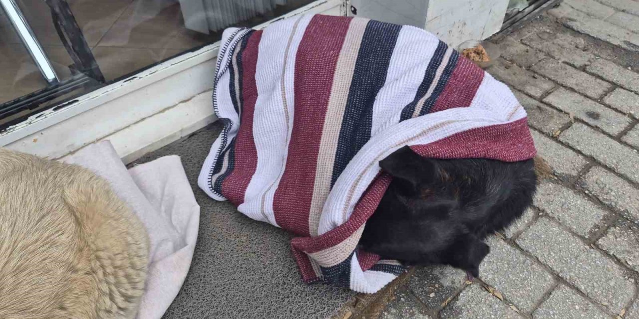 Soğuktan Üşüyen Sokak Köpeği İçin Çözümü Üzerini Örtmekte Buldu