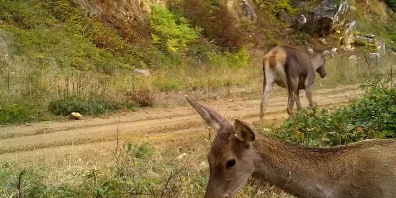 Kızıl Geyikler Fotokapana Takıldı