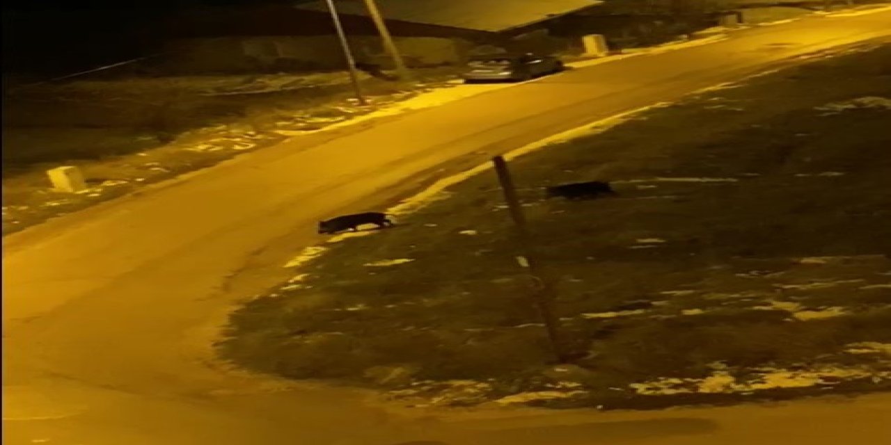 Bilecik'te Aç Kalan Domuzlar Şehre İndi